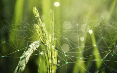 Refonte d’un Écosystème BI dans l’Agro-industrie